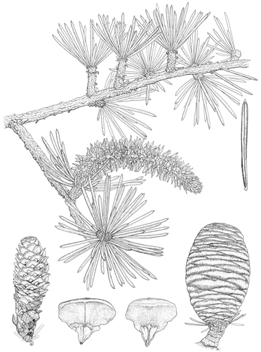 Cedrus libani subsp. stenocoma